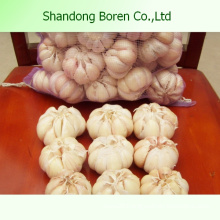 Supply Hot Sale Fresh White Garlic